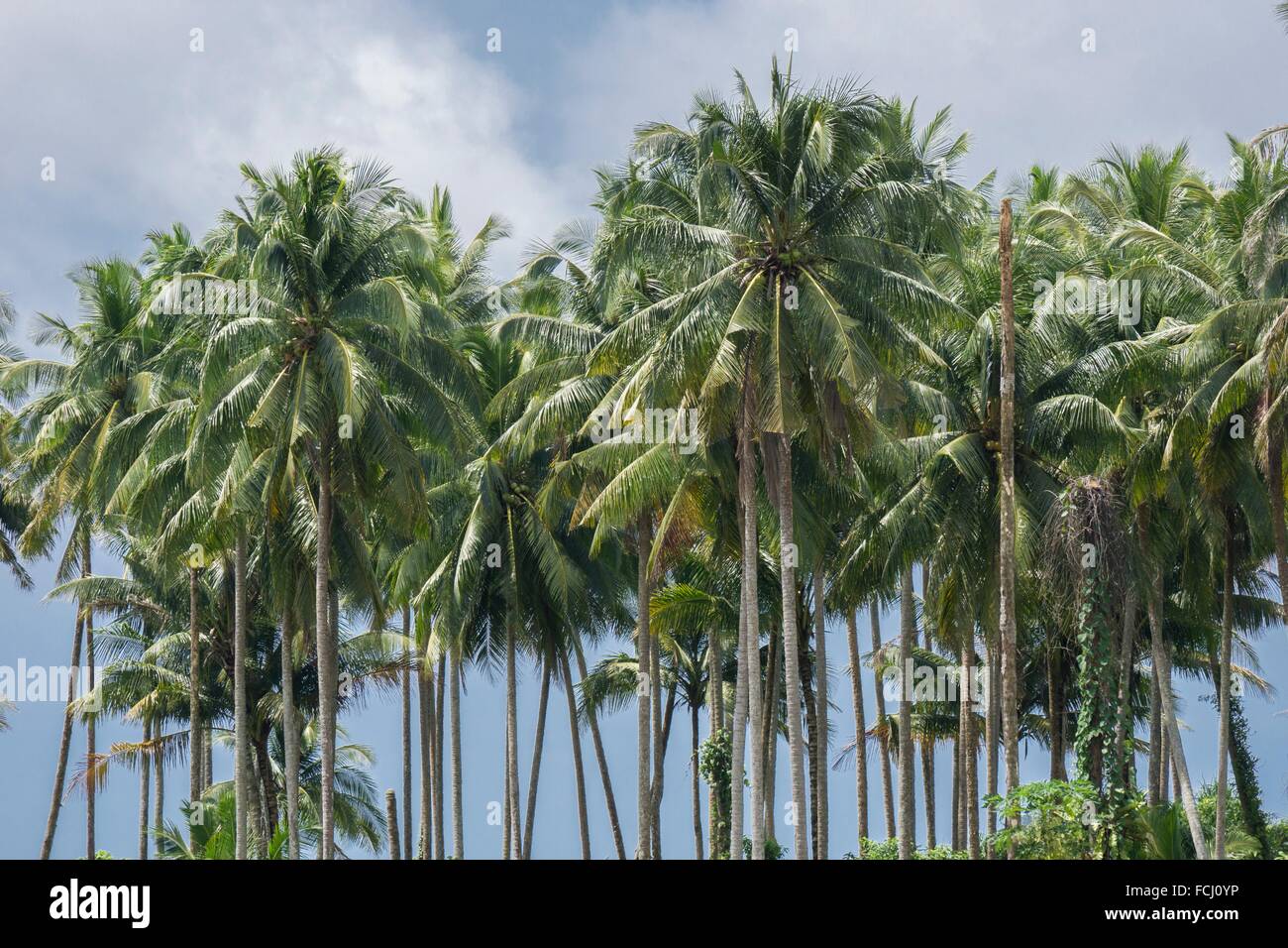 Coconut estate hi-res stock photography and images - Alamy