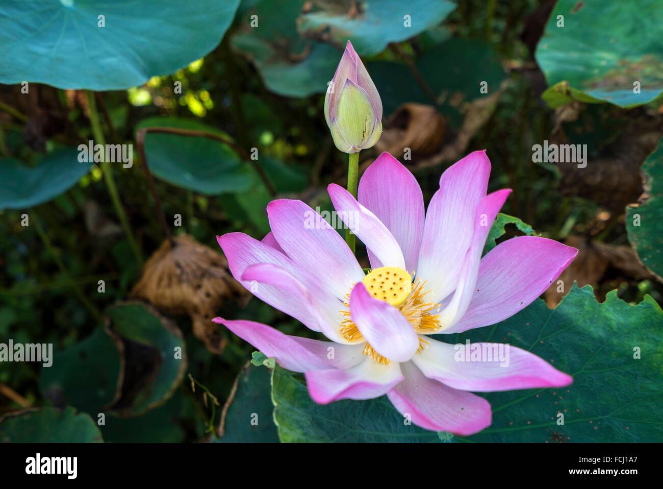Red lotus flower Stock Photo Alamy