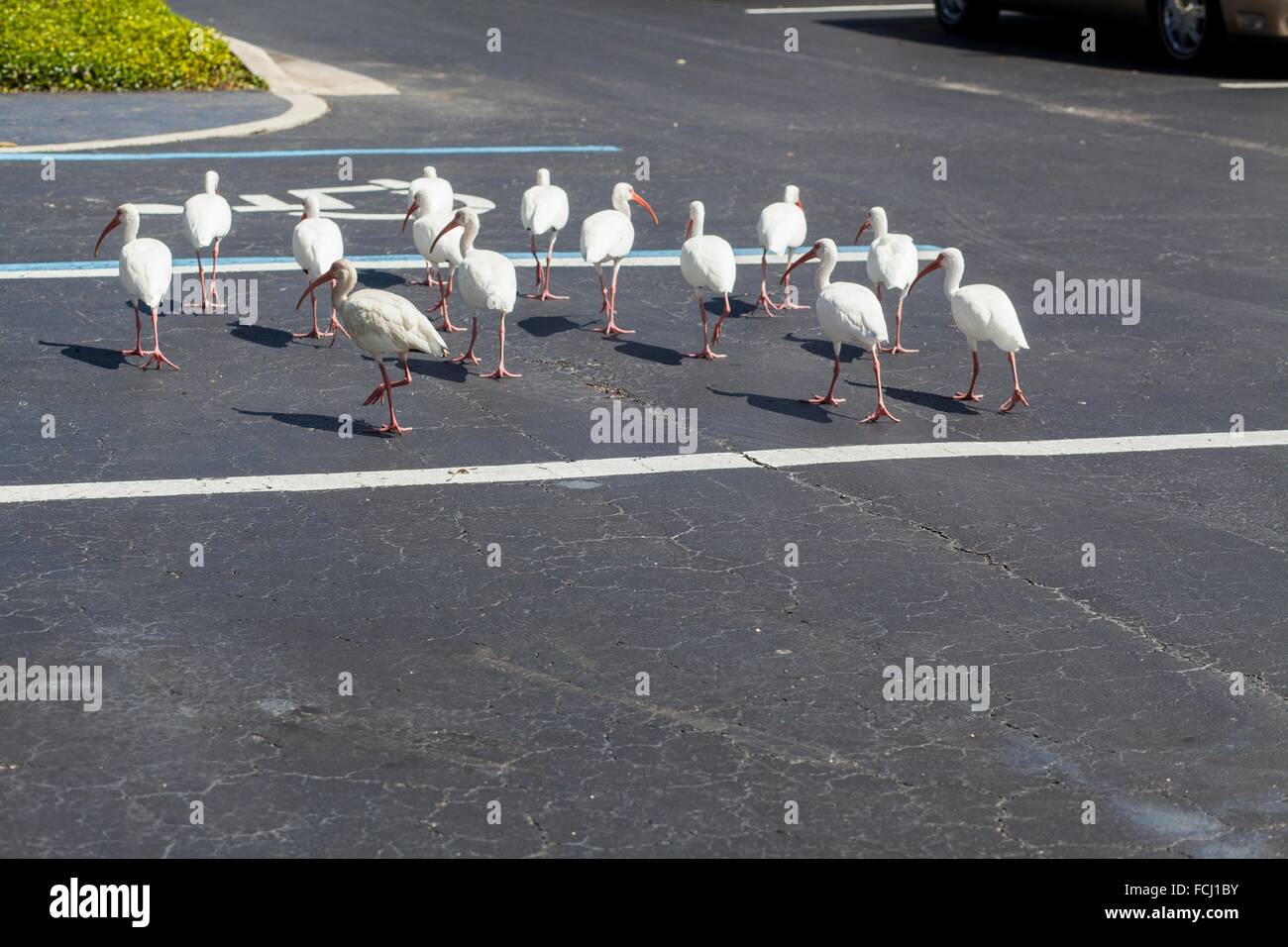 Birds walking in parking lot Stock Photo - Alamy