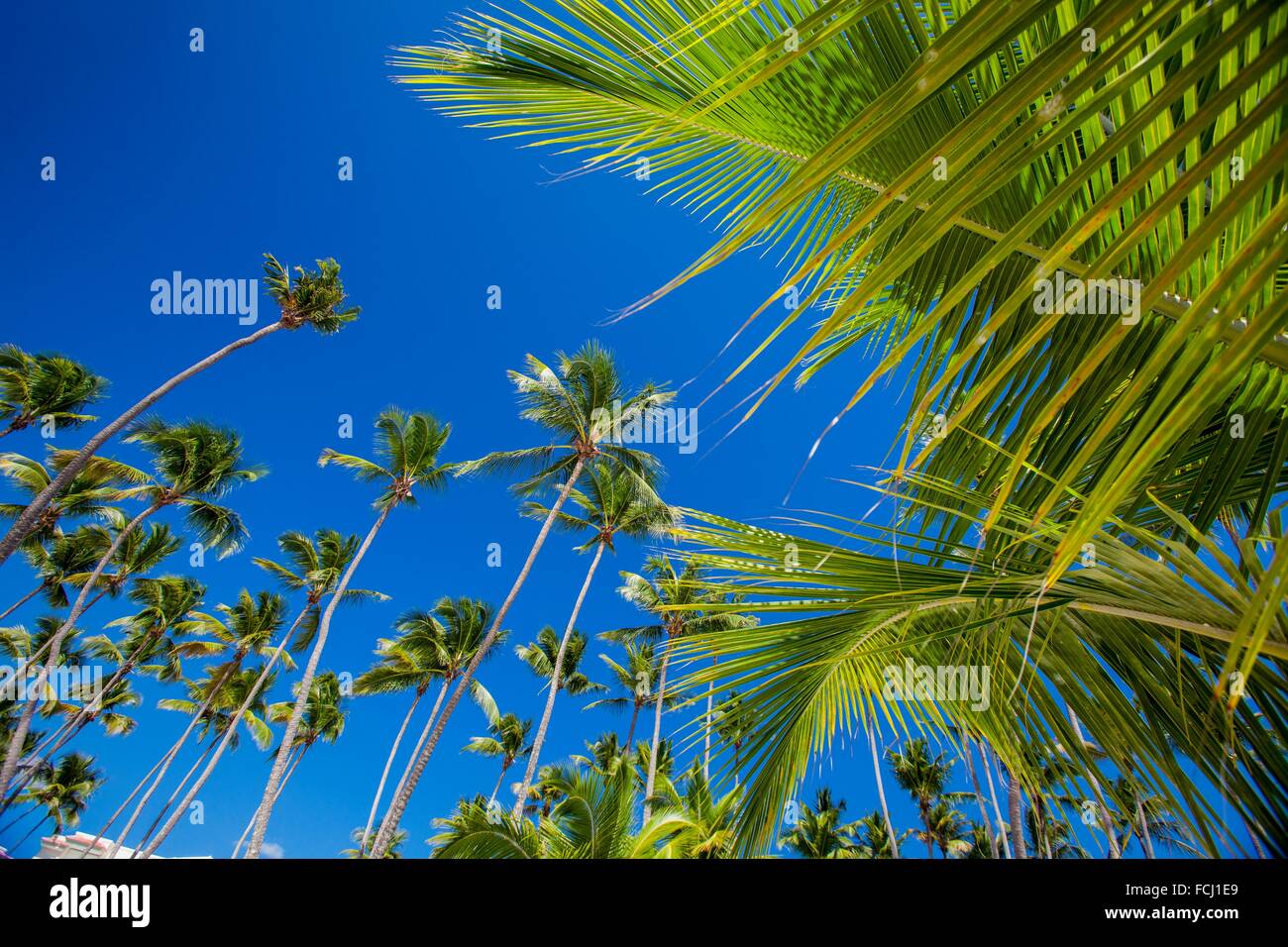 Palm Trees, Dominican Republic Stock Photo Alamy