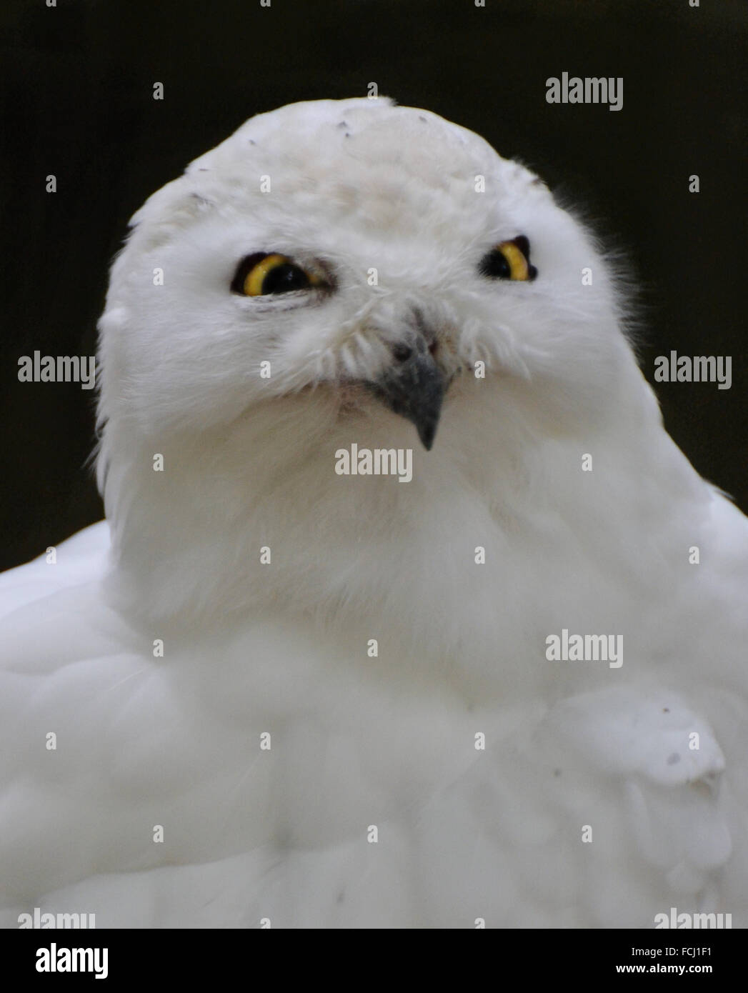A snowy owl (Bubo scandiacus), native to the Arctic Stock Photo - Alamy