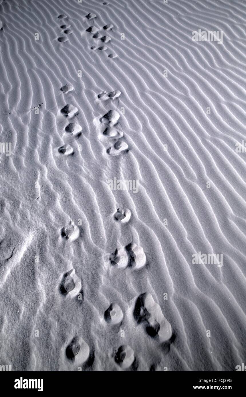 Tracks are left in the sand by some type of wildlife, most likely a kit fox, at White Sands National Monument, New Mexico. Stock Photo