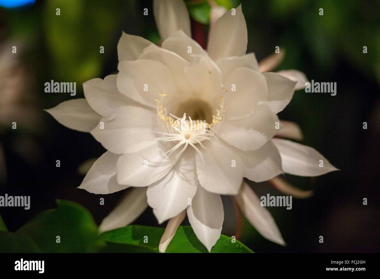Queen of the night flower Stock Photo Alamy Queen of the night flower Stock Photo Alamy