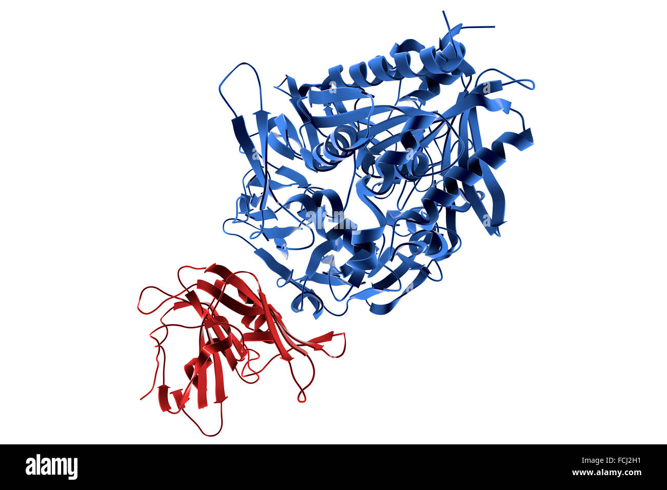 Molecular structure of receptor of Middle-East Respiratory Syndrome Virus (MERS virus, red) complexed with human cellular receptor DPP4 (blue) (PDB 4L72). Stock Photo