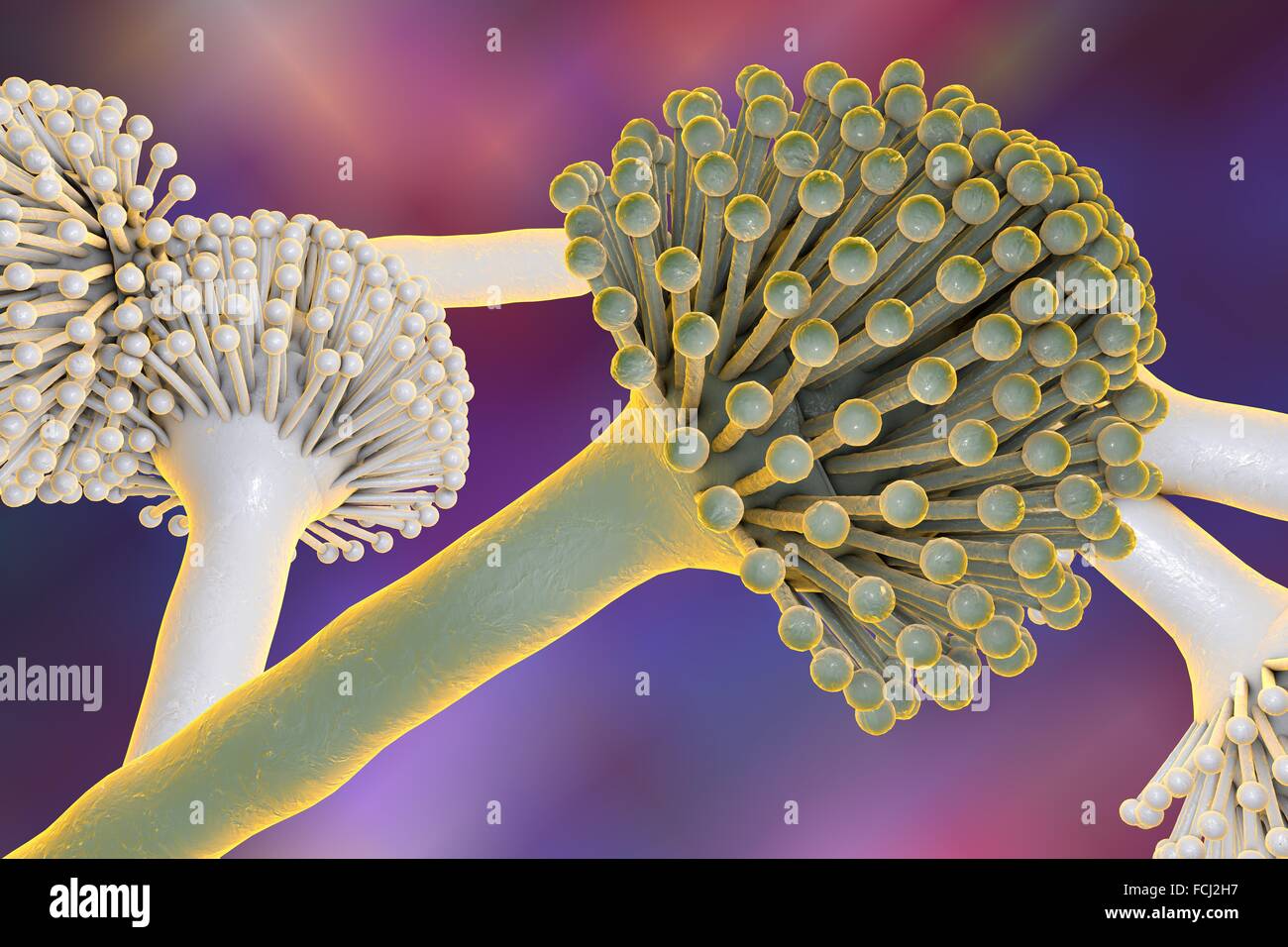 Aspergillus fungus, computer artwork. This is a toxic fungus that causes diseases in humans. These include fungal ear, lung and skin infections (otomycosis and pulmonary aspergillosis, and mycotic keratitis). It also produces aflatoxin, one of the most po Stock Photo