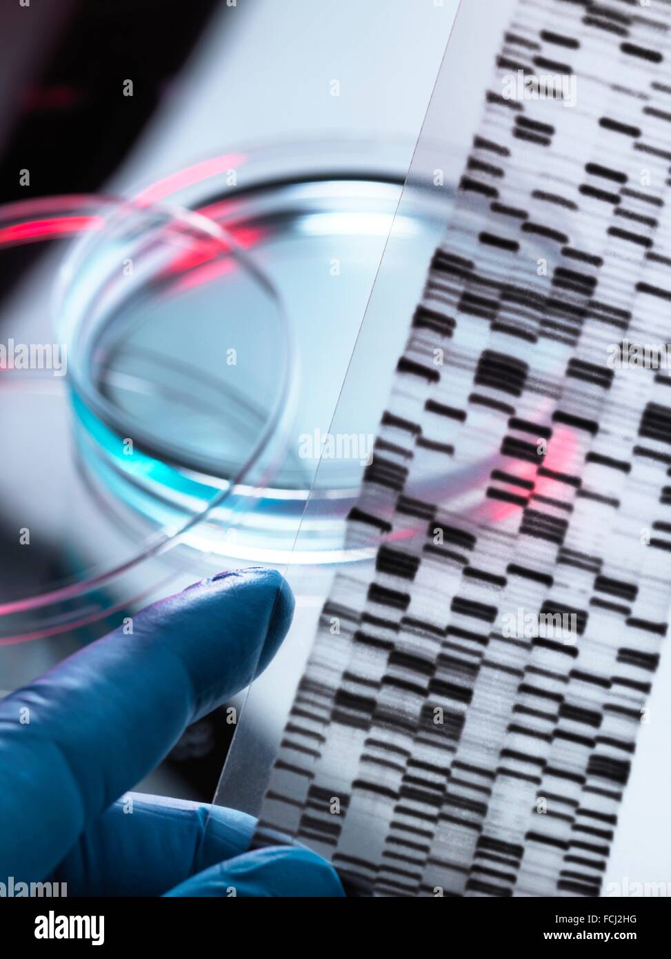 research. DNA (deoxyribonucleic acid) autoradiogram with a