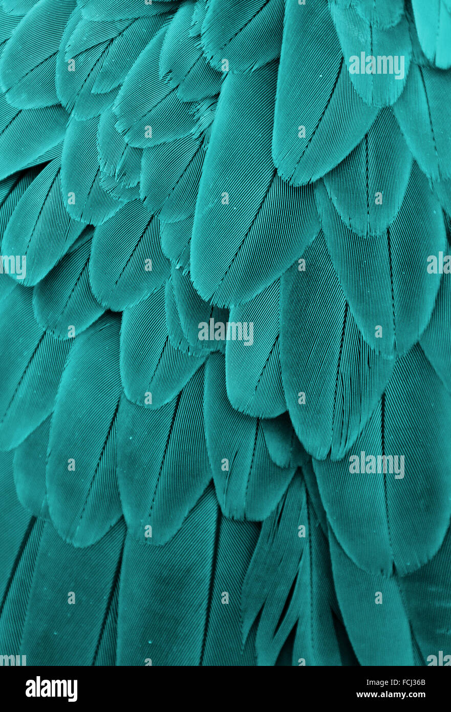 Turquoise / teal / light blue bird feathers from a macaw parrot Stock Photo