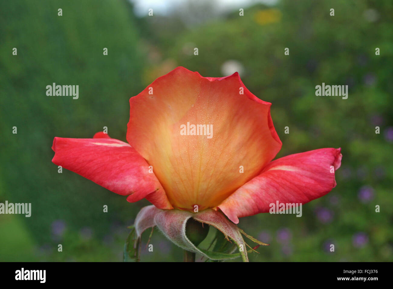 Unusual coloured rose hi-res stock photography and images - Alamy