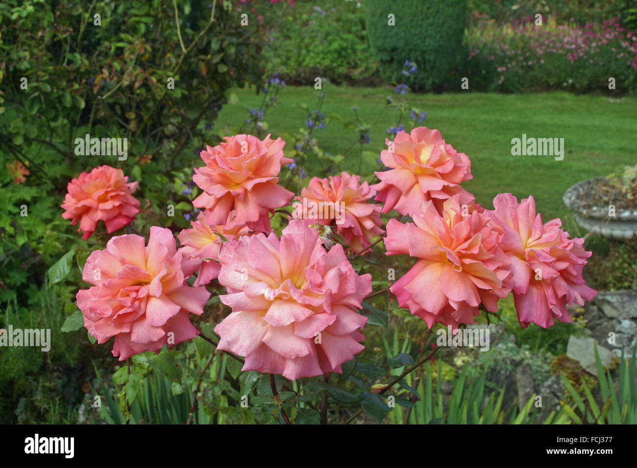 Pink standard rose flowers Stock Photo Alamy