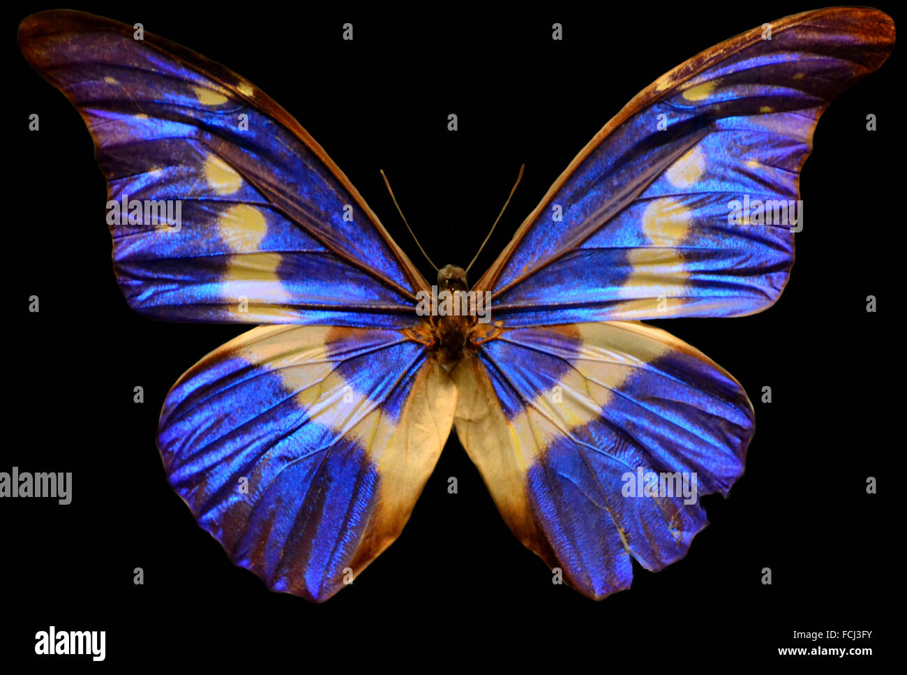 Iridescent butterfly hi-res stock photography and images - Alamy