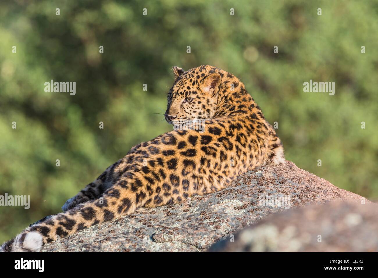 Beautiful amur leopard hi-res stock photography and images - Page 2 - Alamy