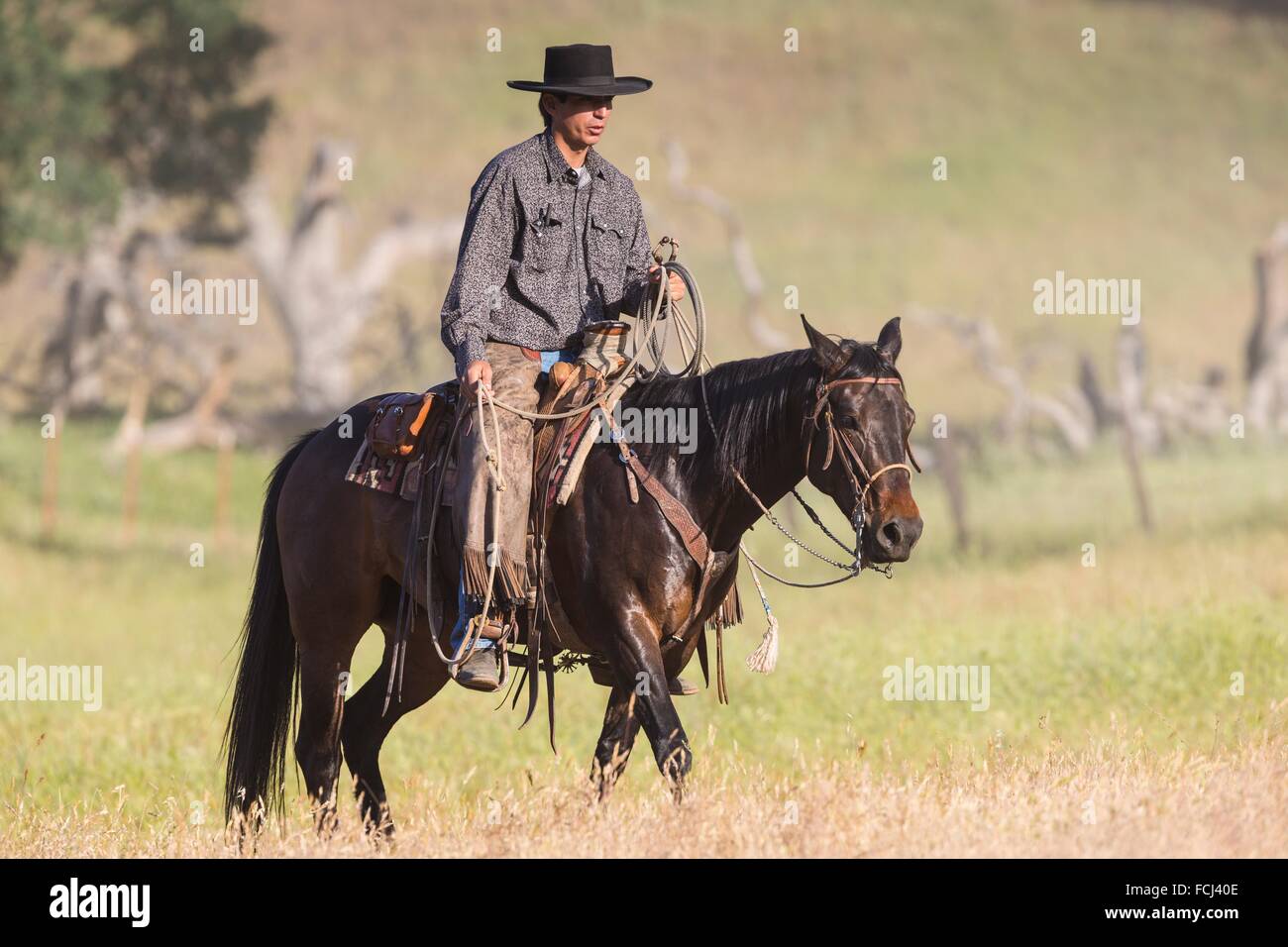 Horse wrangler hi-res stock photography and images - Alamy