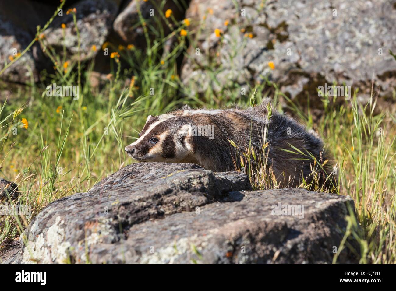 Curious American badger (Taxidea taxus), captive, California, USA Stock