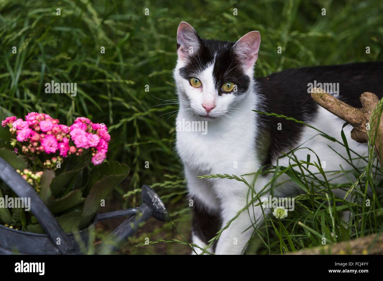 Portrait of a curious cat (Felis catus), Germany, Europe Stock Photo