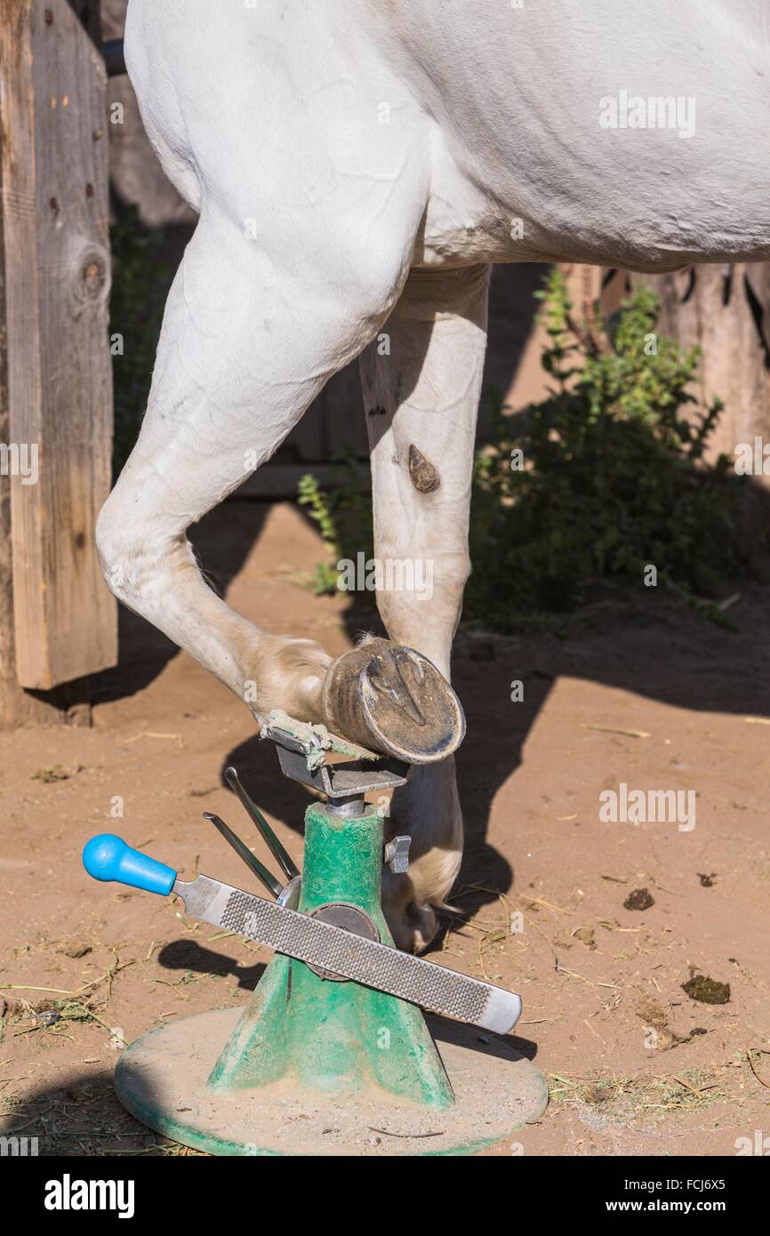 A horse waiting to be shoed, California, USA Stock Photo Alamy