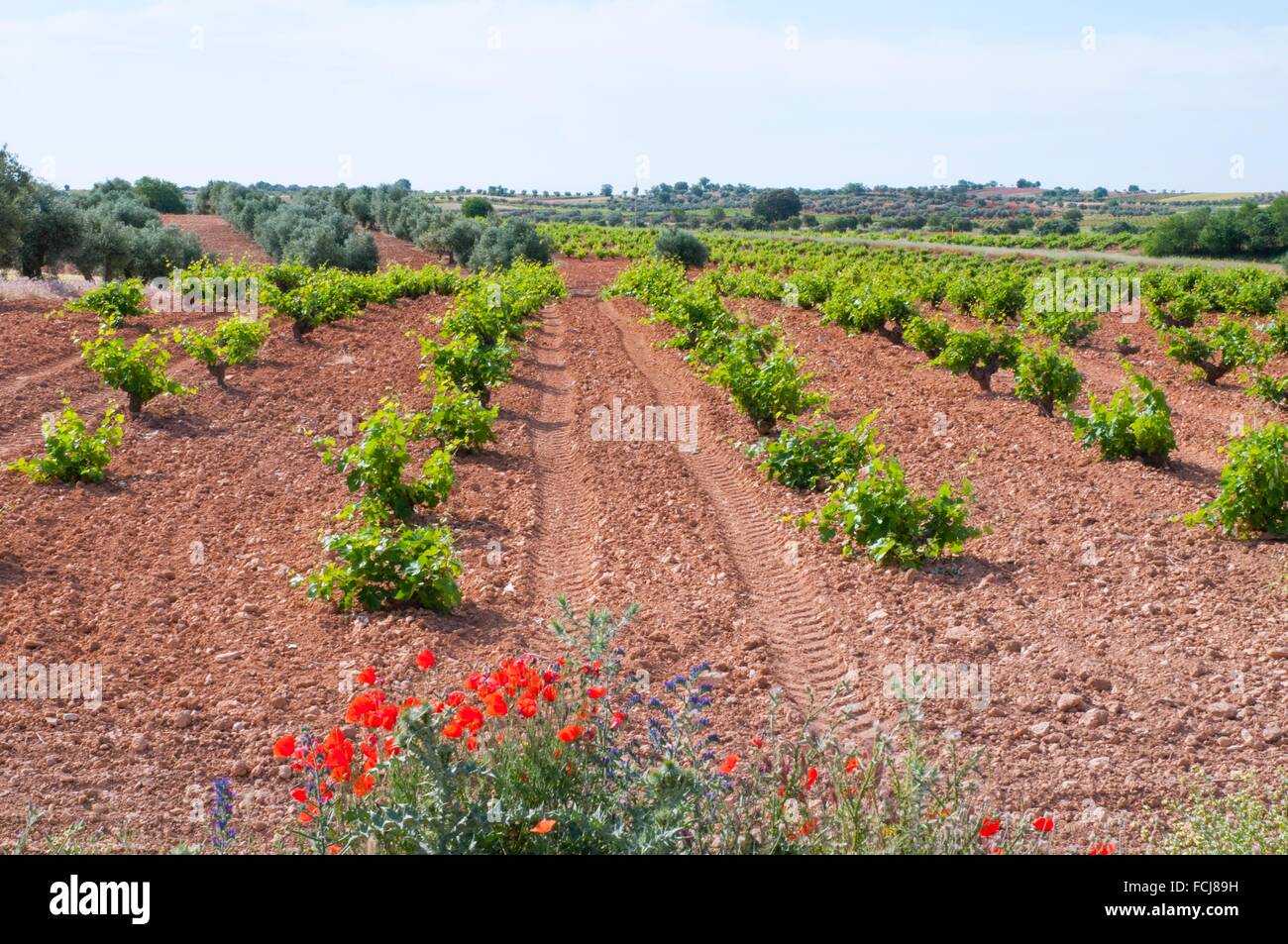 Vineyard. Belmonte de Tajo, Madrid province, Spain. Stock Photo