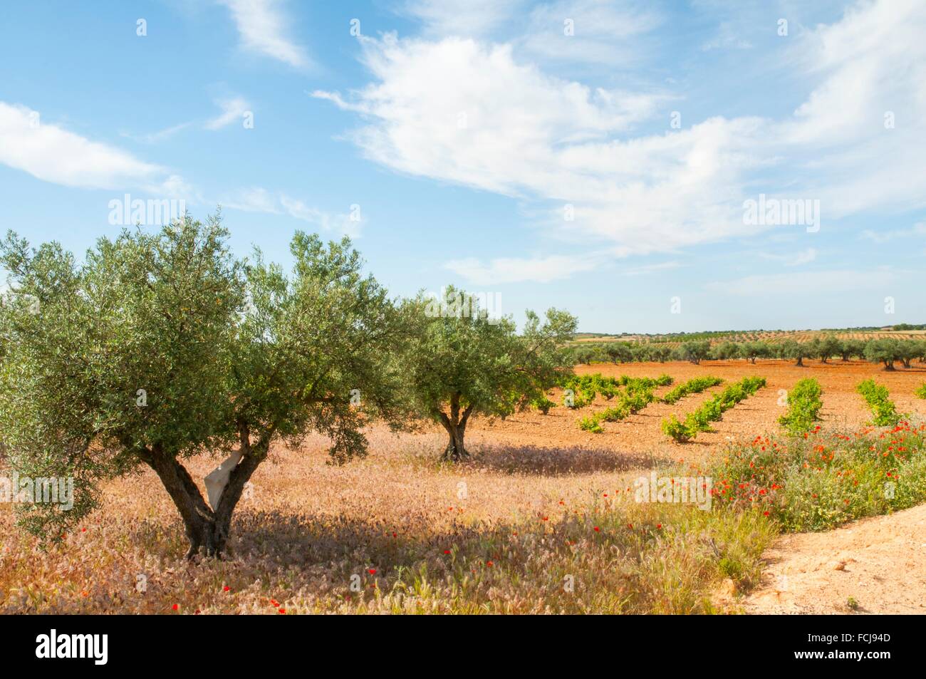 Olive grove and vineyard. Belmonte de Tajo, Madrid province, Spain. Stock Photo