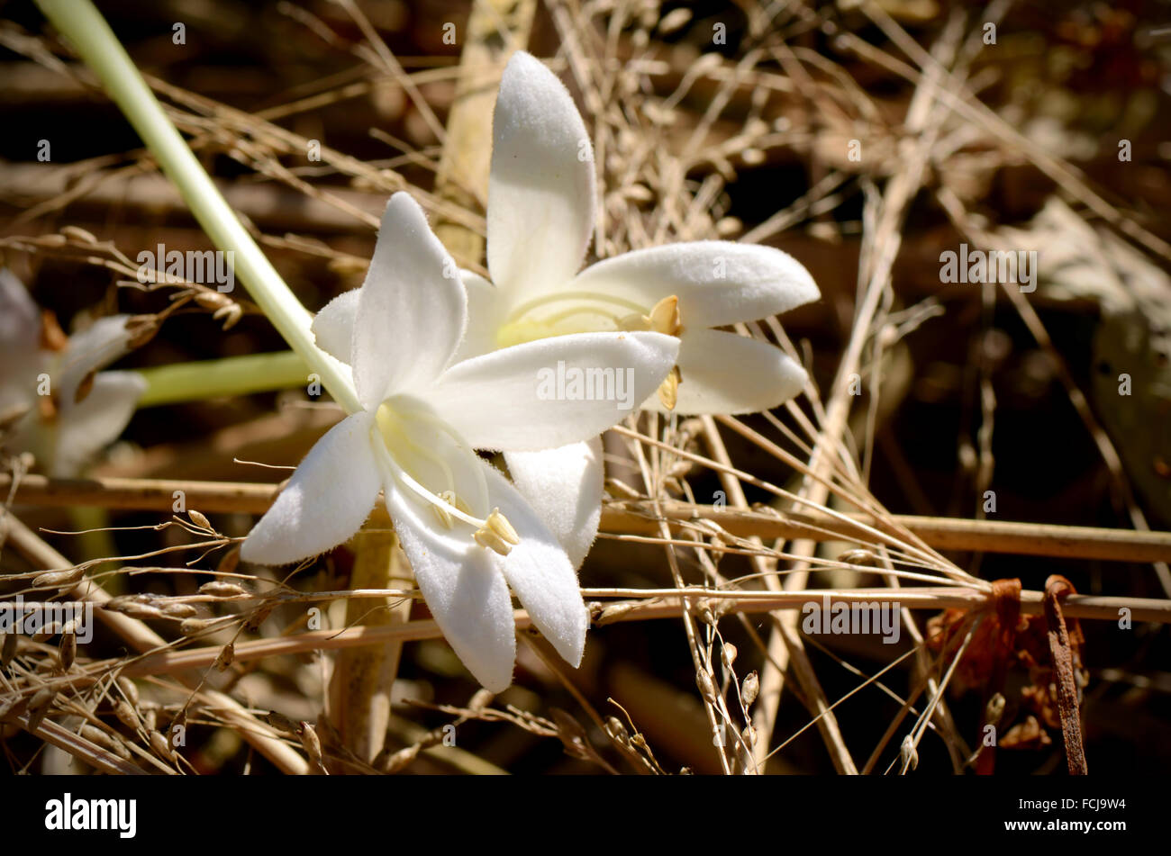 White flowers of Cork Tree or Indian Cork (Millingtonia hortensis L.f