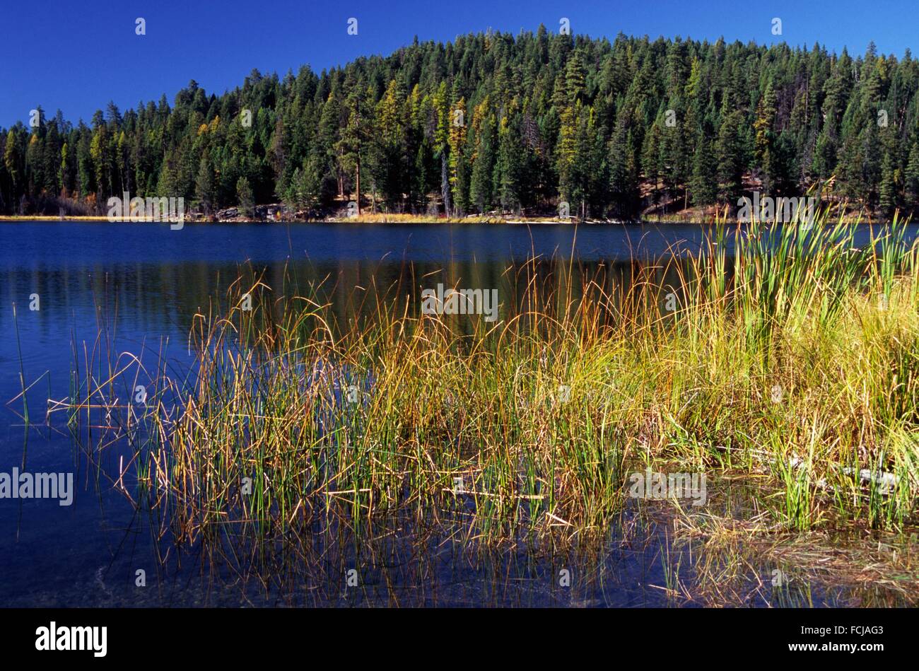 Swan Lake Stock Photos Swan Lake Stock Images Alamy