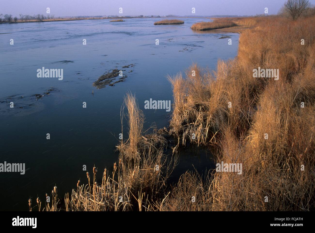 Sandhill crane platte river hires stock photography and images Alamy
