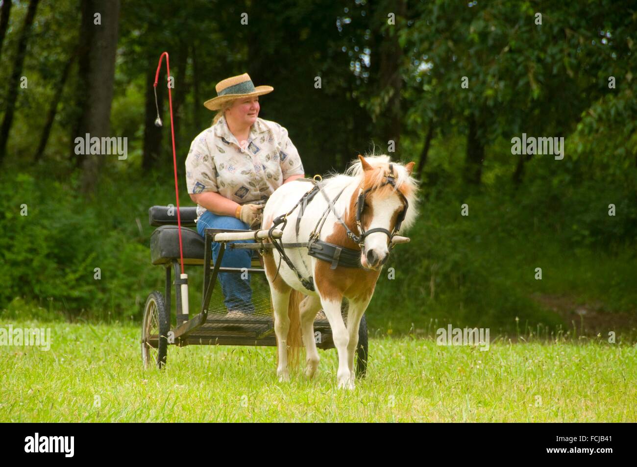Miniature Horse Cart High Resolution Stock Photography and Images Alamy