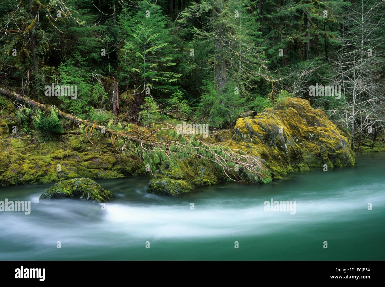 Breitenbush river hires stock photography and images Alamy