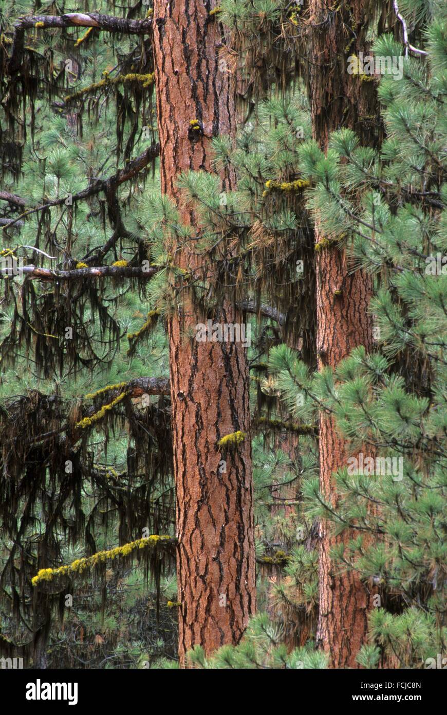 Oregon forest old growth hi-res stock photography and images - Alamy