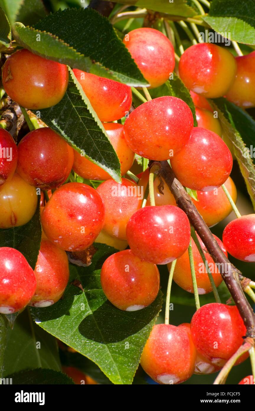 Royal Anne cherries, Johnson Farm, Keizer, Oregon Stock Photo Alamy