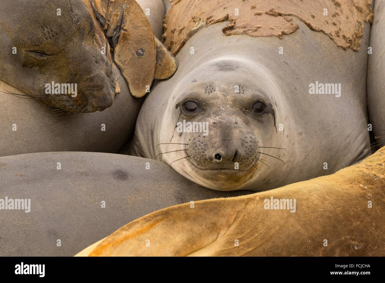 Elephant seals at Elephant Seal Boardwalk, Hearst San Simeon State Park