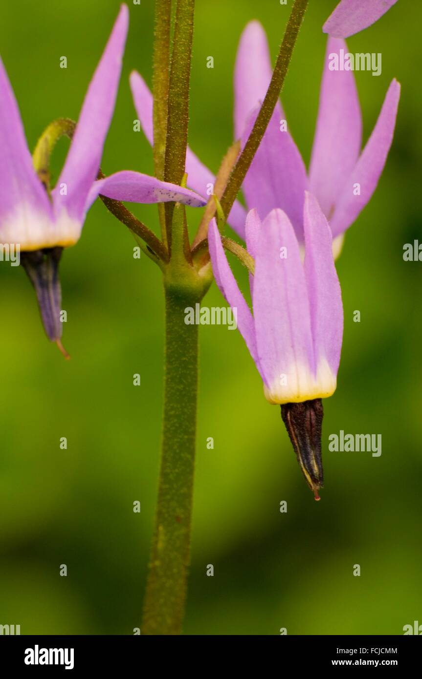 Shooting stars along Cliff Lake Trail, Lolo National Forest, Montana Stock Photo Alamy