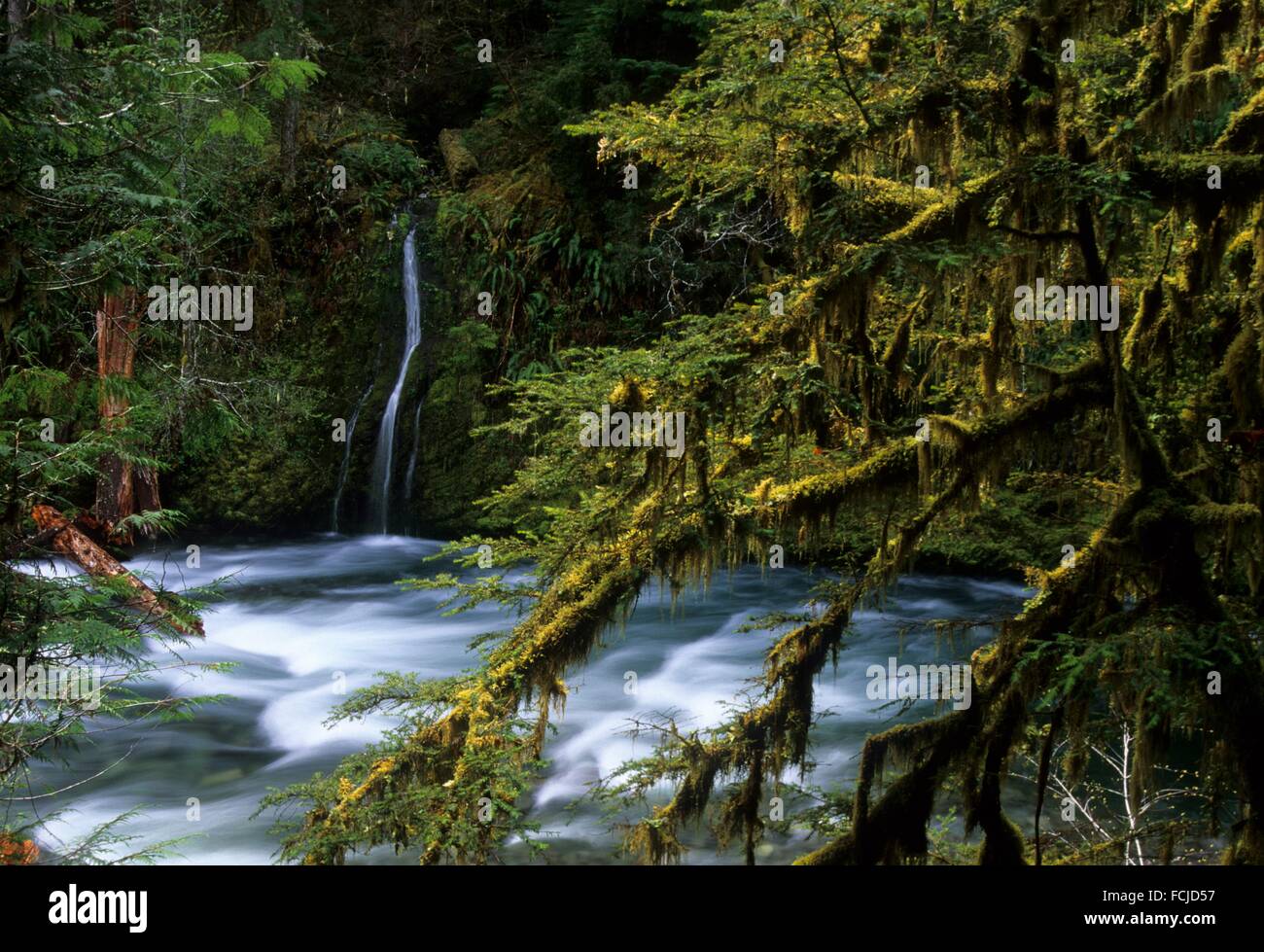 Breitenbush River, Willamette National Forest, Oregon Stock Photo Alamy