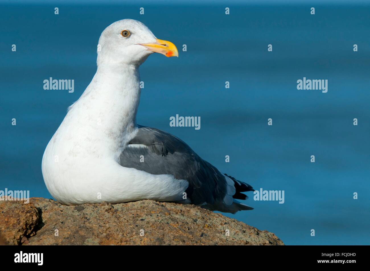 Gull, Fishing Rock State Park, Lincoln City, Oregon Stock Photo Alamy