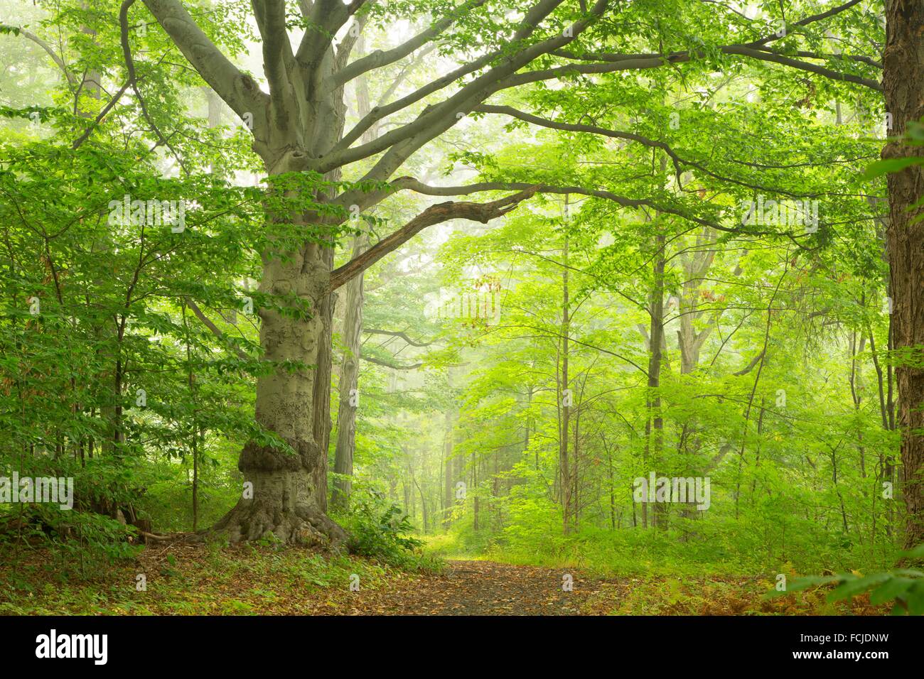 American beech, Cromwell Meadows Wildlife Management Area, Connecticut