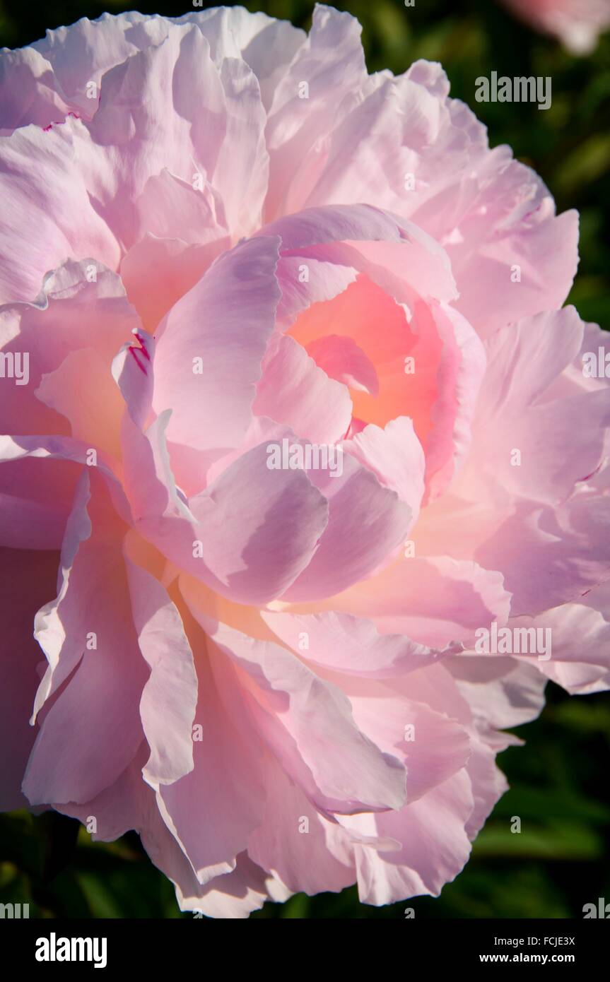 Lillian Wild peony, Adelman Peony Garden, Brooks, Oregon Stock Photo