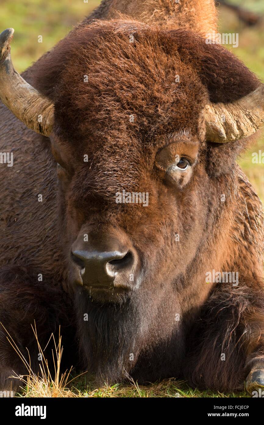 Bison, Northwest Trek Wildlife Park, Washington Stock Photo Alamy
