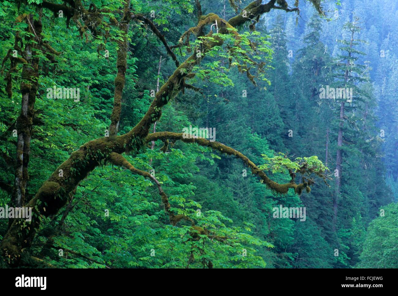 Bigleaf maple, Quartzville National Back Country Byway, Quartzville