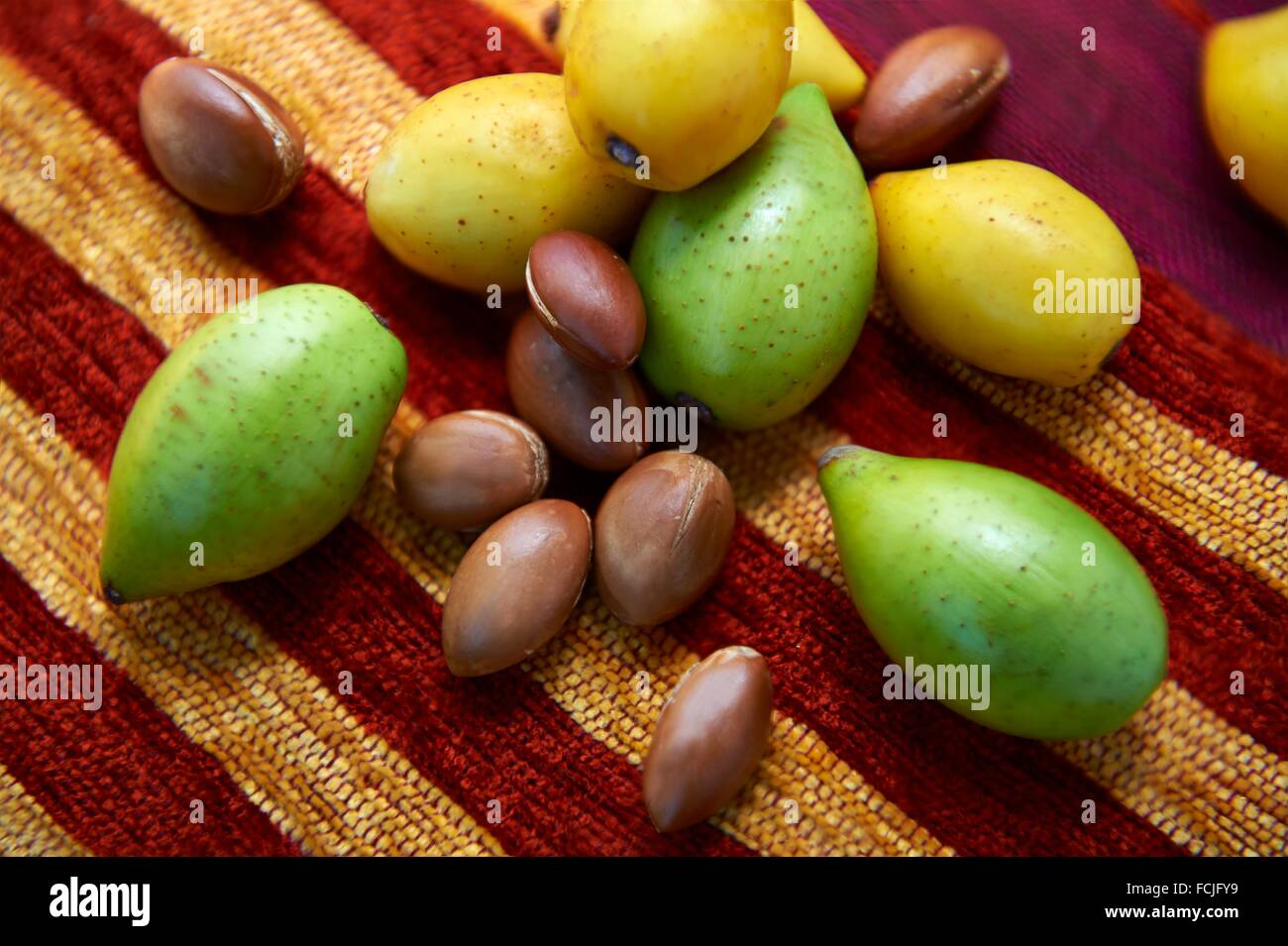Fresh Argan nuts with outer skins and Argan nuts in their shells Stock