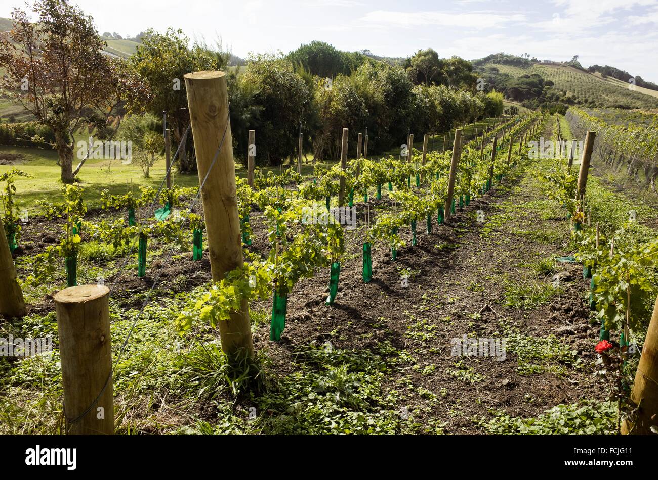 Vineyard in New Zealand Stock Photo Alamy