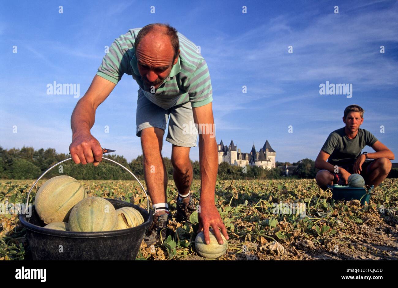 melons harvesting, HautPoitou province, Vienne department, Poitou