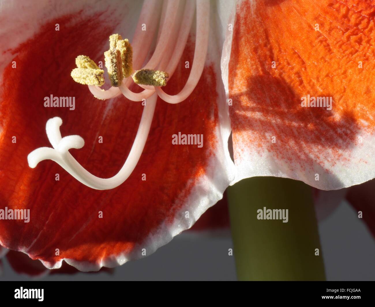 Amaryllis belladonna red and white Stock Photo - Alamy