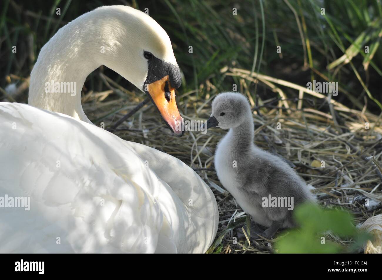 Animals, Swan, newborn Zoology Cygnus cygnus Adda River Trezzo d´Adda locality Italy Stock Photo