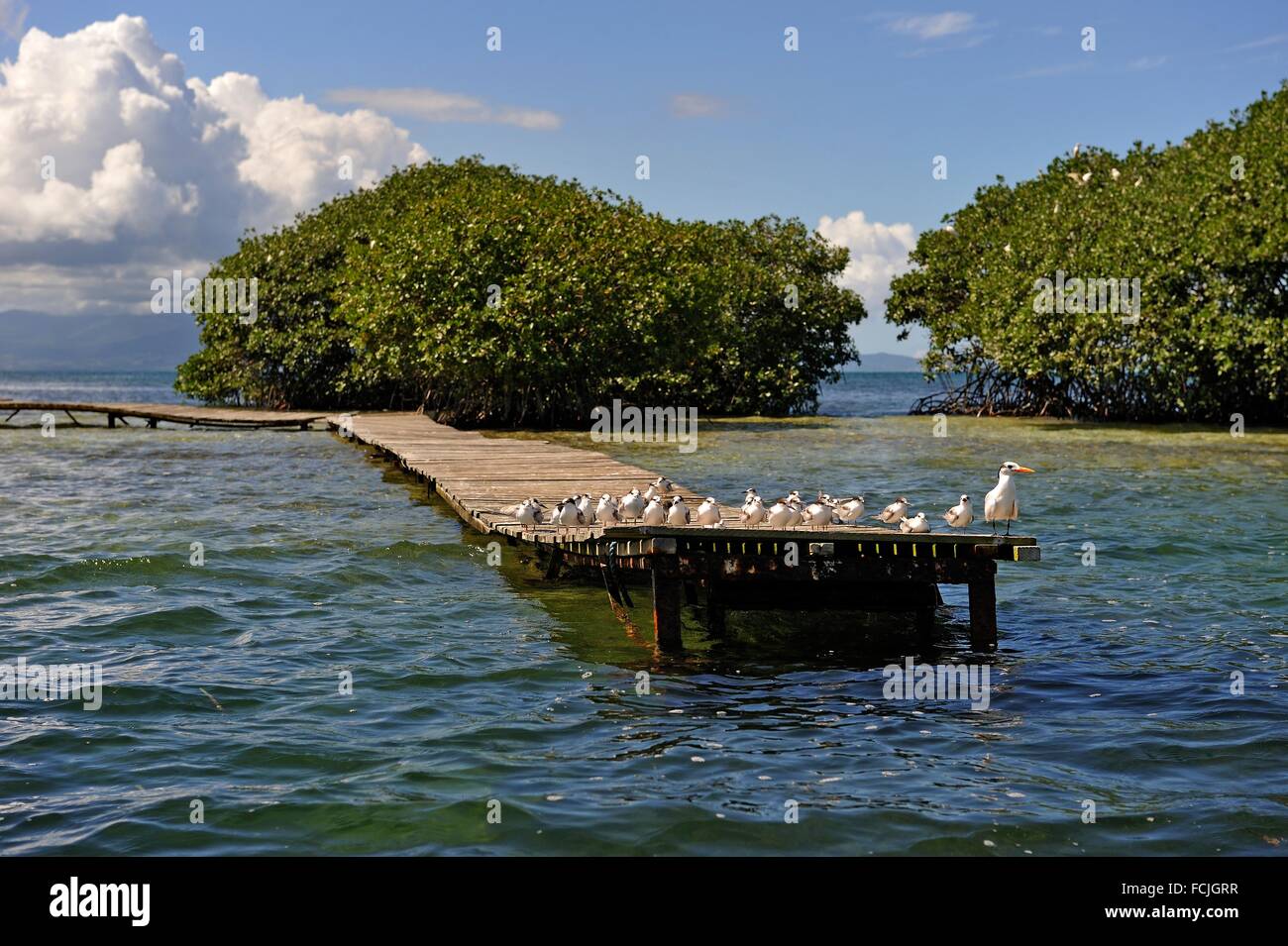mangrove, Grand Cul-de-sac Marin, Vieux-Bourg, Morne-a-l´eau, Grande-Terre,  Guadeloupe, overseas region of France, Leewards Stock Photo - Alamy