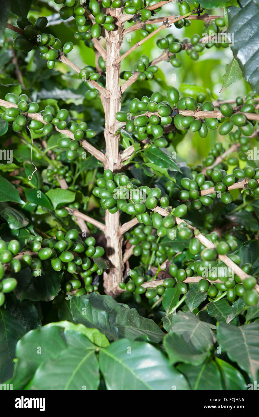 Green coffee beans growing on tree. Uganda. Stock Photo