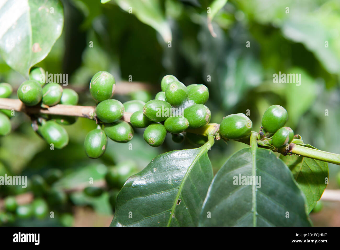 Green coffee beans ggrowing on tree. Uganda. Stock Photo