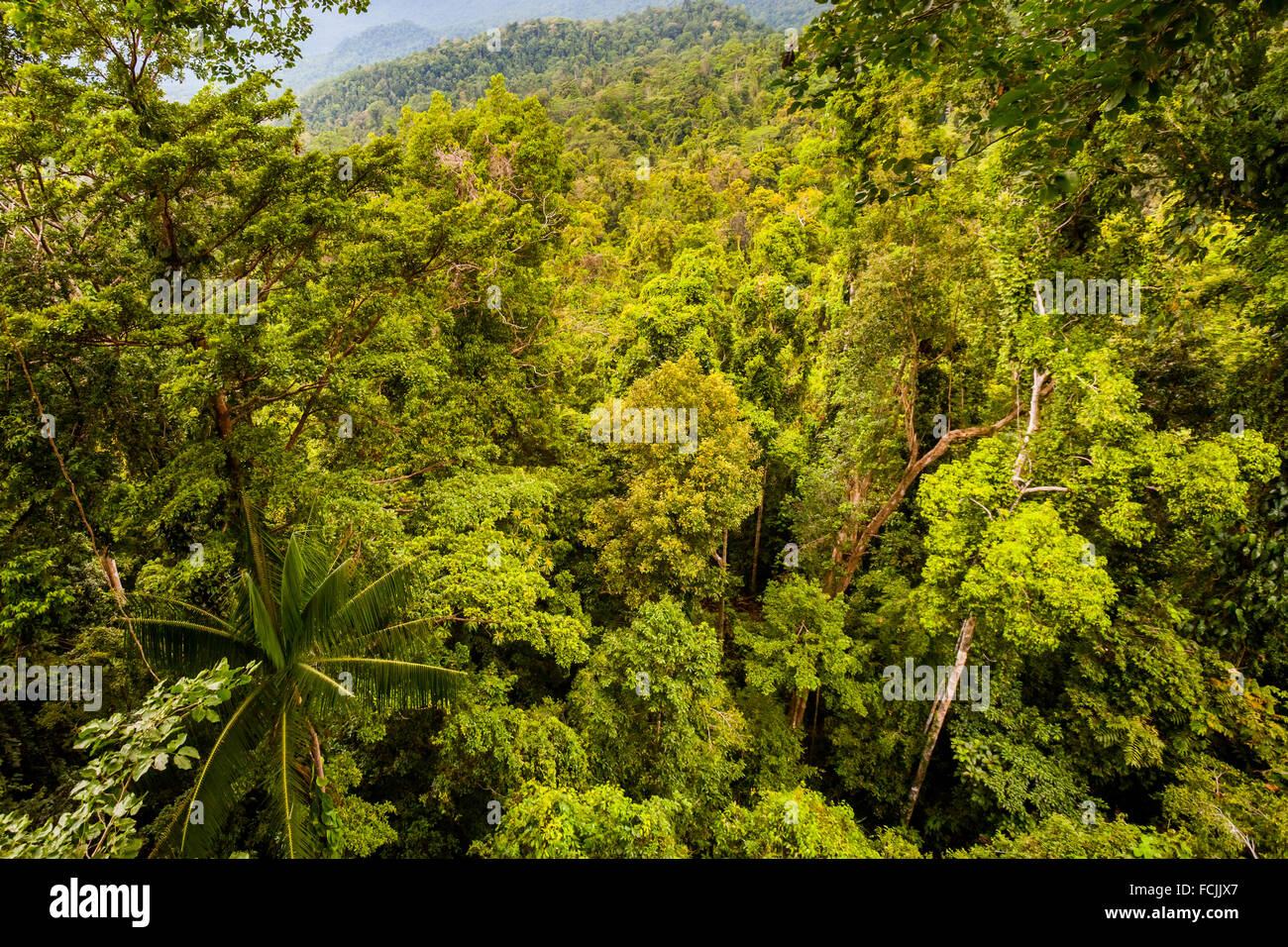 Tropical rainforest canopy in Seram Island, Maluku, Indonesia. Stock Photo