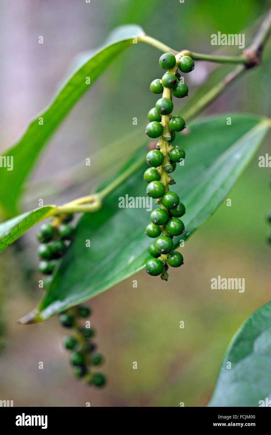Black pepper plant kerala india hires stock photography and images Alamy