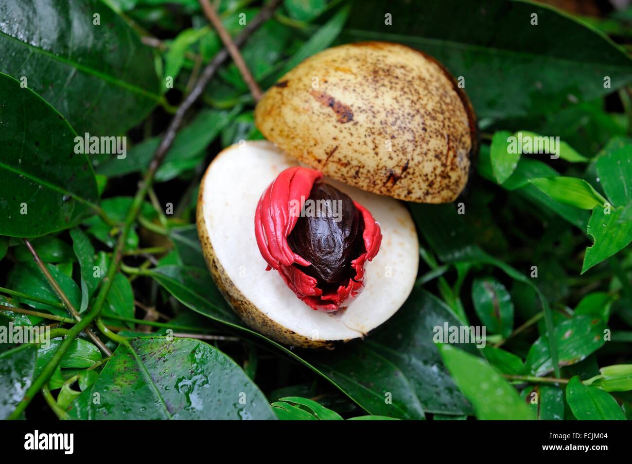 fruit of Myristica fragrans tree containing a brown seed, nutmeg