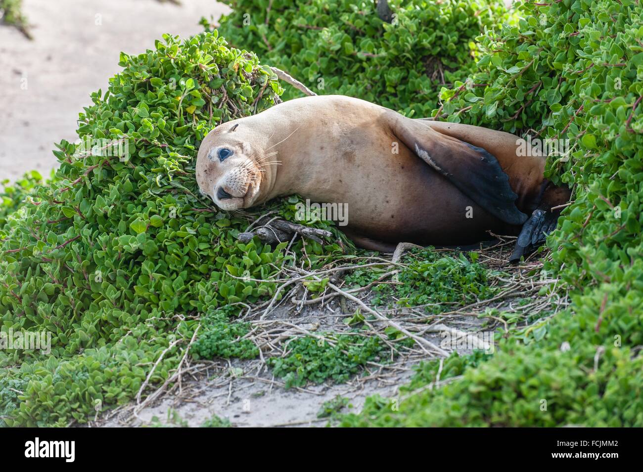 Australian sea lions Neophoca cinerea. Seal Bay Conservation Park
