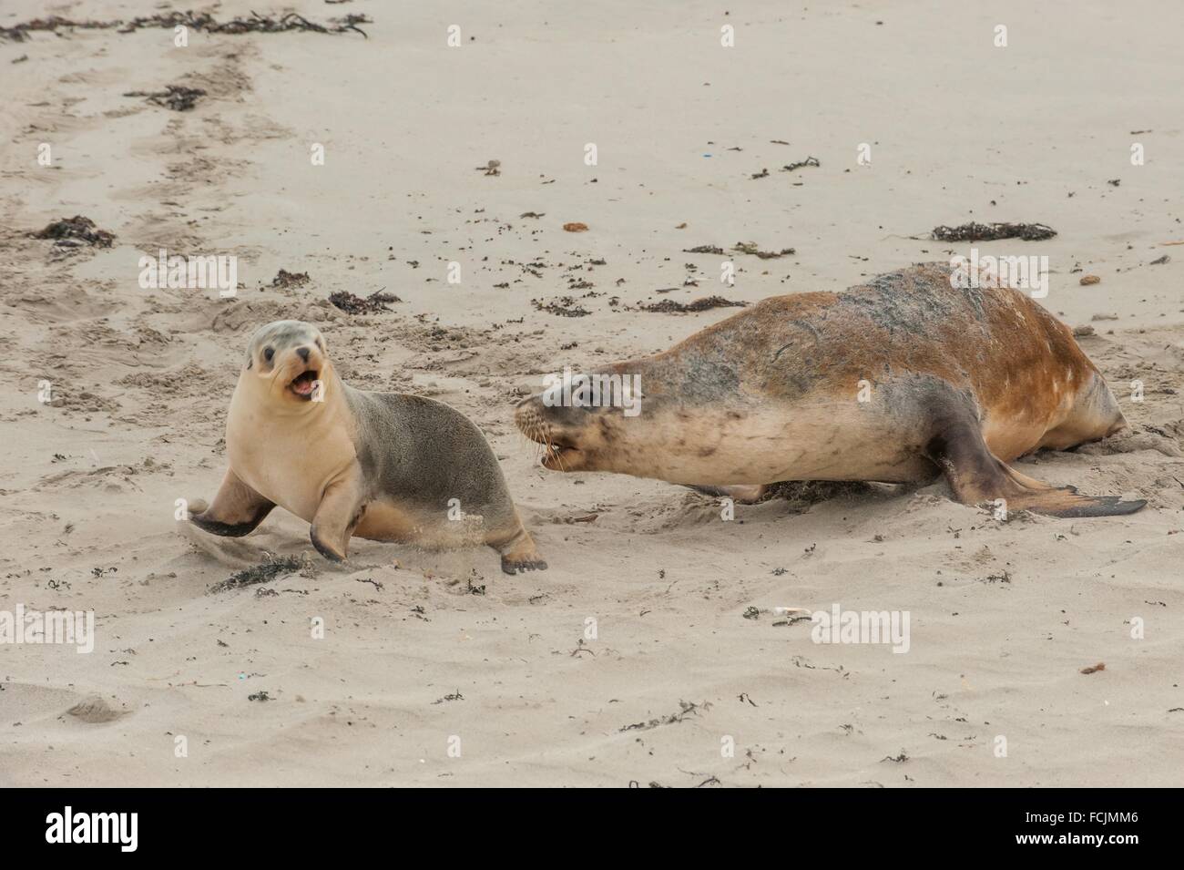 Australian sea lions Neophoca cinerea. Seal Bay Conservation Park
