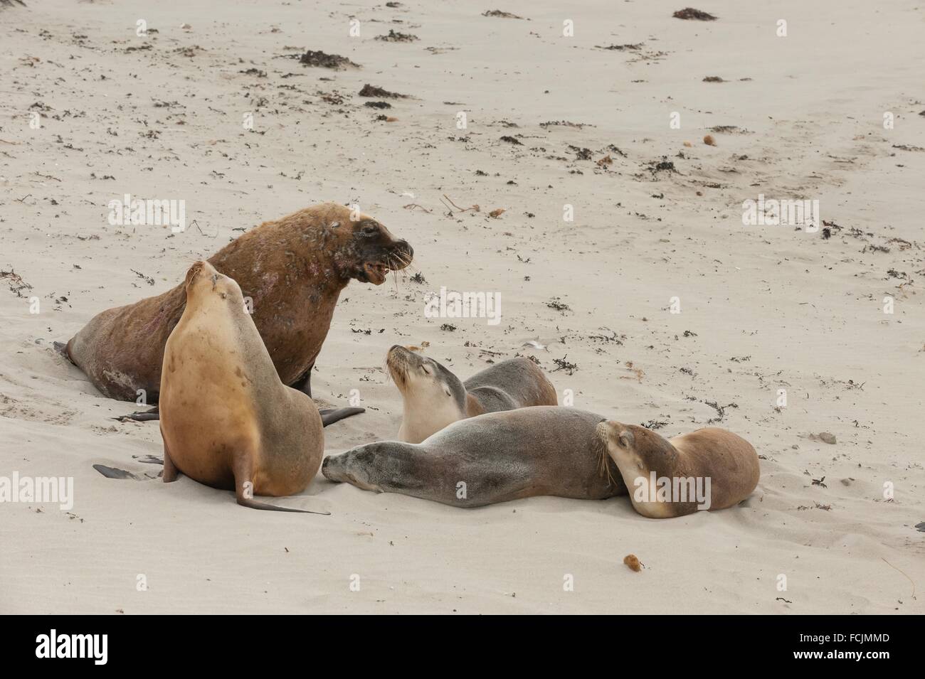 Australian sea lions Neophoca cinerea. Seal Bay Conservation Park